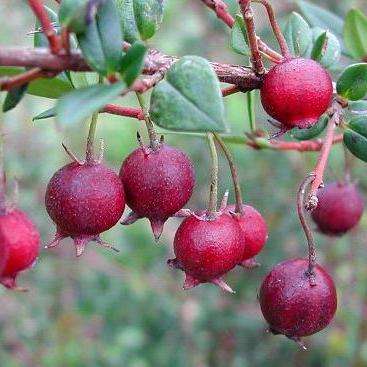 5 Ugni molinae Seeds - Chilean Guava, Ugniberry, New Zealand Cranberry - Edible Fruit Shrub