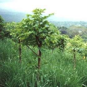 Trema orientalis Tree Seeds ~ Pigeon Wood - Indigenous Evergreen Edible