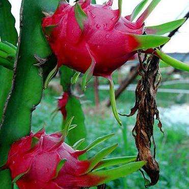 5 Hylocereus polyrhizus Bulk Seeds - Red Pitaya, Red Dragonfruit Seeds - Cactus Edible Fruit