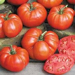 Ponderosa Red Tomato Beefsteak Seeds - Lycopersicon esculentum Heirloom Seeds - Vegetable Seeds