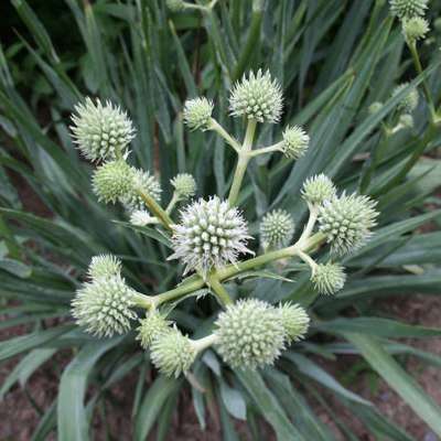 5 Eryngium yuccifolium Seeds - Rattlesnake Master, Button snake-root - Perennial