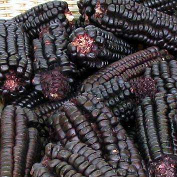 10 Peruvian Purple Corn Seeds - Maize Morado - Zea mays - Vegetable Seeds