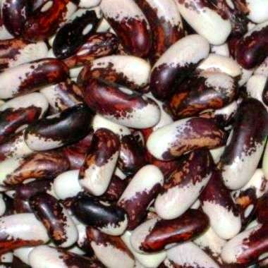 Vermont Appaloosa Heirloom Pole Bean Seeds - Phaseolus vulgaris - Vegetable Seeds