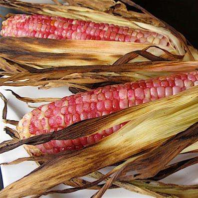 5 Red Posole Red Corn Seeds - Zea mays - Heirloom Vegetable Seeds
