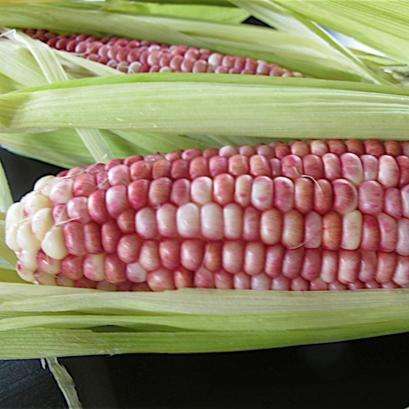 Red Posole Red Corn Seeds - Zea mays - Heirloom Vegetable Seeds