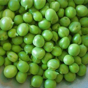 20 Early Alaska Running Pea Seeds - Pisum sativum - Bulk Vegetable Seeds