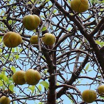 Elephant Apple Seeds - Dillenia speciosa Seeds - Edible Fruit Tree Seeds