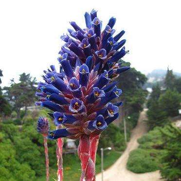 Puya coerulea var. violacea Seeds - Dark Purple Puya - Terrestrial Bromeliad - Succulent