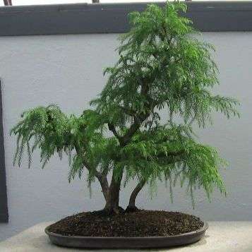 Cryptomeria japonica Bonsai Seeds - Sacred Japanese Red Cedar