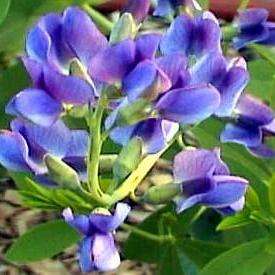 5 Baptisia australis Seeds - Blue Wild Indigo, False Indigo - Sow Spring Perennial Seeds