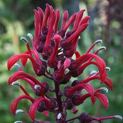 10 Lobelia tupa Seeds ~ Devil's Tobacco, Tabaco del Diablo Seeds - Perennial Ethnobotanical Seeds