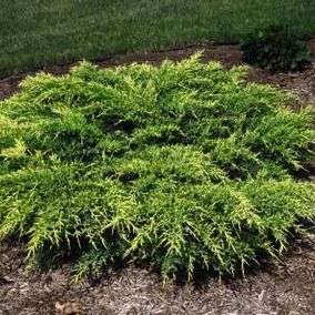 Chinese Juniper - Juniperus chinensis Tree Seeds
