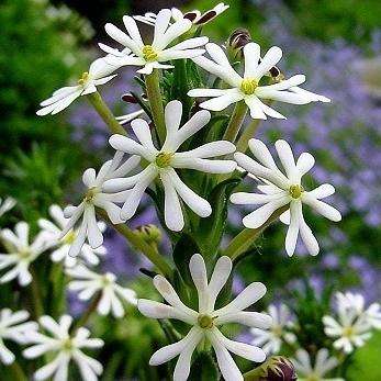Zaluzianskya capensis Seeds - Night Phlox, Midnight Candy - Indigenous South African Annual