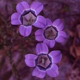 5 Roella ciliata Seeds - Sow Autumn - Buy Seeds for Indigenous South African Perennials