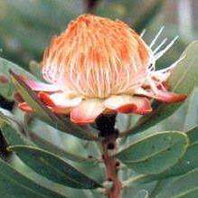 5 Protea simplex Seeds - Indigenous - Buy Protea Seeds from South Africa - Worldwide Shipping