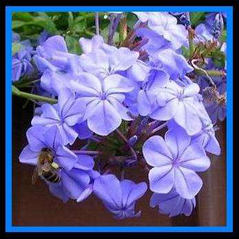 5 Plumbago auriculata Seeds - Indigenous South African Shrub Seeds From Africa - Worldwide Shipping