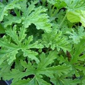 20 Apple Scented Geranium Seeds ~ Pelargonium odoratissimum - Indigenous Shrub Seeds