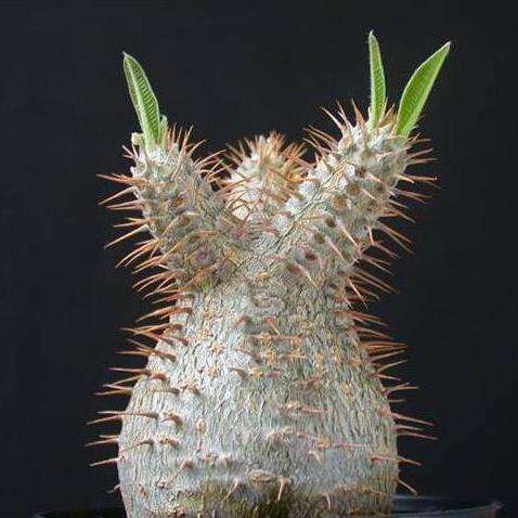 Pachypodium rosulatum v. gracilis Seeds - Isalo Elephants Foot - Madagascar Succulent Bonsai