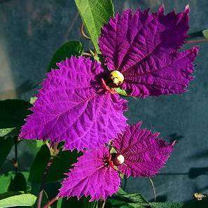 10 Dalechampia dioscoreifolia Seeds + FREE SEEDS WITH ALL ORDERS - RARE Creeper Climber