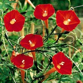10 Cardinal Climber Vine Seeds - Ipomoea multifida - Exotic Vine + FREE Seeds with ALL Orders!