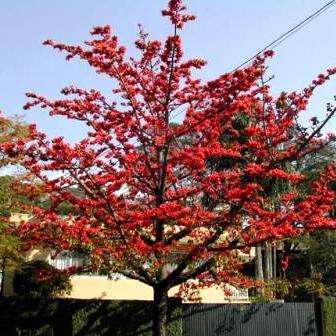 10 Bombax ceiba Seeds, Red Cotton Tree, Silk Cotton Tree, Indian Kapok - Deciduous Bulk Tree Seeds