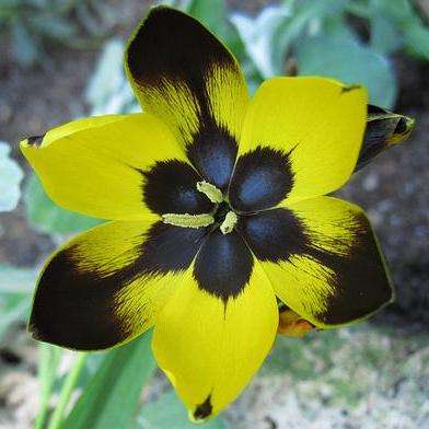10 Hesperantha vaginata Seeds - Sow Autumn - Buy Seeds For Indigenous South African Bulbs