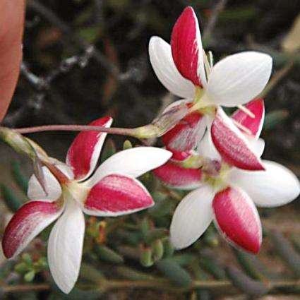 Hesperantha cucullata Seeds - Indigenous - Buy Seeds for South African Bulbs - Worldwide Shipping