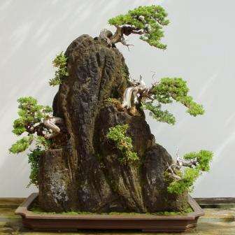 Crataegus laevigata Bonsai Seeds - Woodland Hawthorn - Buy Bonsai Tree Seeds in South Africa