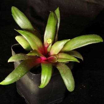 Crassula orbicularis Seeds - We sell Succulent Seeds for Africa and Worldwide - Indigenous