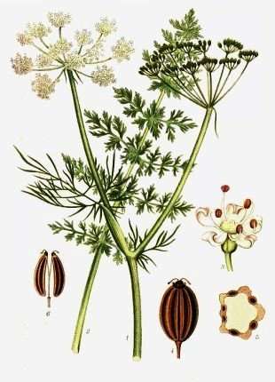50 Caraway Seeds - Carum carvi Seeds ~ Medicinal Herbs