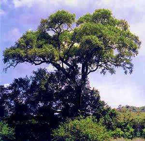 20 African Ebony or Jackal-berry Tree Seeds ~ Edible Fruit ~ Diospyros mespiliformis - Indigenous