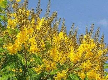 20 Peltophorum africanum Tree Seeds ~ African Wattle, Weeping wattle, Huilboom - Indigenous