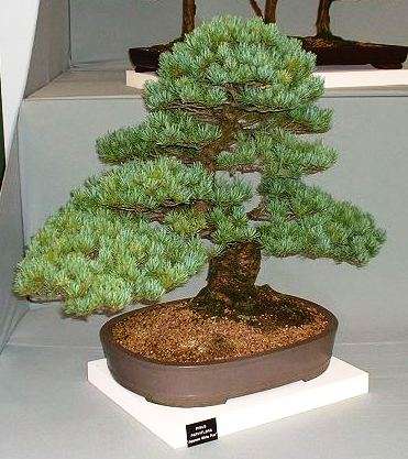 Pinus parviflora or Japanese White Pine Bonsai Seeds