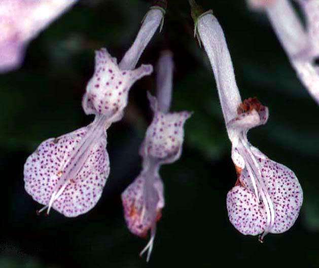 Plectranthus oertendahlii Seeds ~ Silverleaf Spurflower, Swedish Ivy, - Indigenous