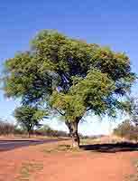 20 Marula Tree Seeds ~ Sclerocarya birrea ssp caffra Seeds - Indigenous Fruit