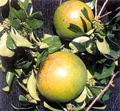 Strychnos spinosa Tree Seeds ~ Spiny Monkey Orange, Green Monkey Orange - Indigenous Fruit
