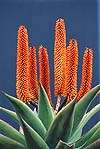 Aloe ferox Seeds - Bitter Aloe - Indigenous Succulents