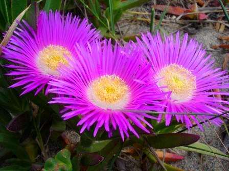 Carpobrotus edulis Seeds - Common names : Sour fig, Cape fig, Hottentots fig - Indigenous Succulents