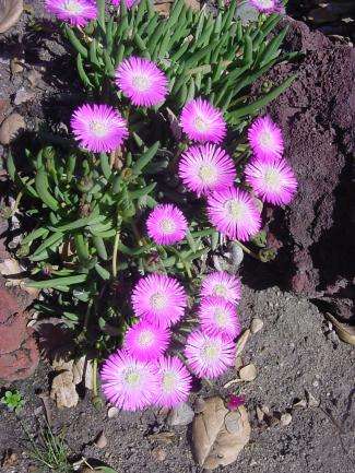 Pink Spike Iceplant - Cephalophyllum pulchrum Seeds - Indigenous Succulents