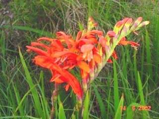 Chasmanthe aethiopica Seeds - Sow Autumn - Indigenous Bulbs Seeds