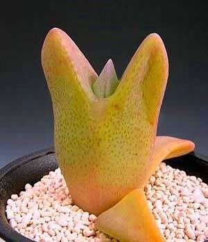 10 Cheiridopsis peculiaris Seeds - Indigenous Succulents