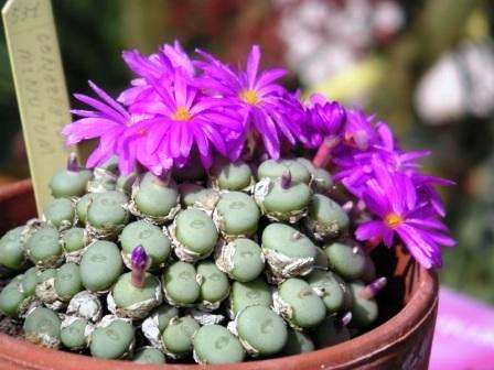 Conophytum minutum Seeds - Indigenous Succulents