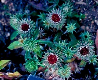 Dicoma zeyheri Seeds - Indigenous Perennial Dry-Flowers