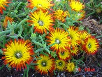 Drosanthemum micans - Robertson Vygie Seeds - Indigenous Succulents