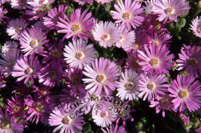 Drosanthemum striatum - Robertson Vygie Seeds - Indigenous Succulents