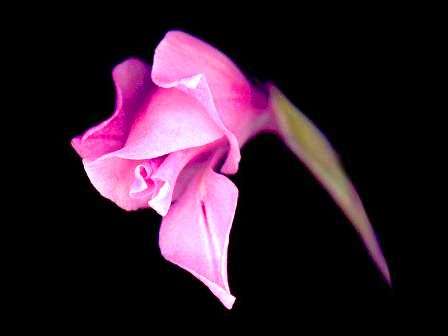 Gladiolus brevifolius var brevifolius Seeds - Sow Autumn ~ Indigenous Bulbs Seeds