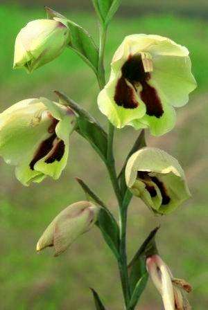 20 Gladiolus papilio Seeds - Sow Autumn or Spring - Indigenous Bulbs Seeds