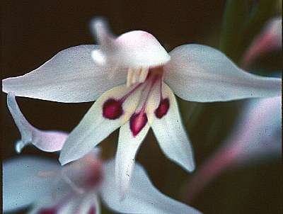 20 Gladiolus undulatus Seeds (Sow autumn or winter) Indigenous Bulbs Seeds