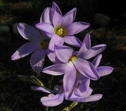 20 Ixia rapunculoides Seeds - Sow Autumn - Indigenous Bulbs Seeds