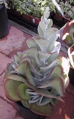 Kalanchoe thrysiflora Seeds